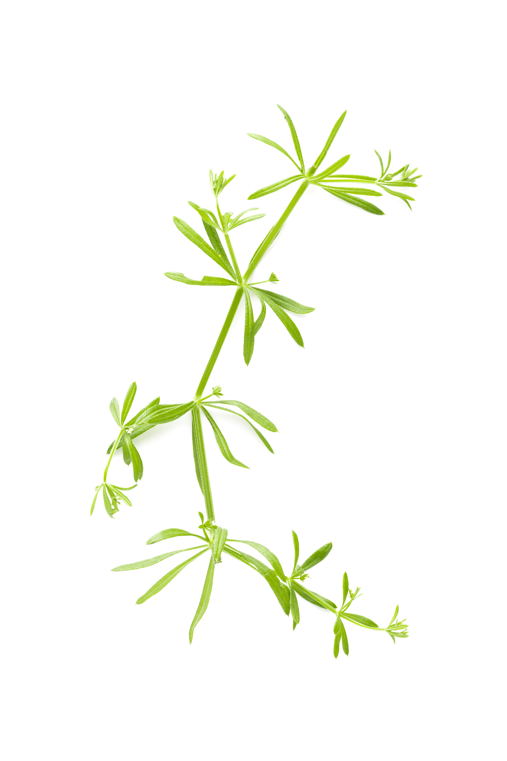 RMIT_Sarah-Elizabeth Lynch_8.png