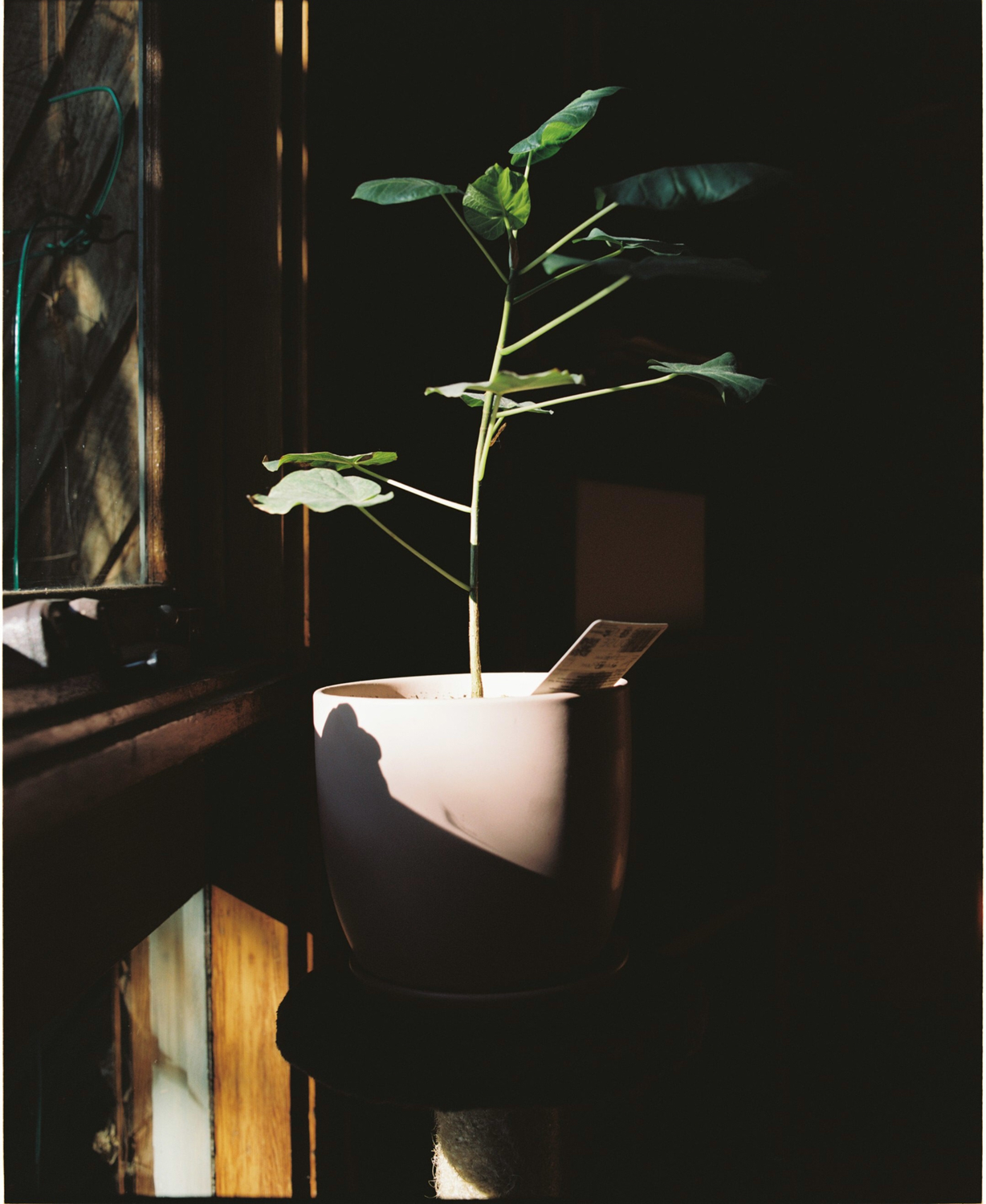 Colour photograph of an indoor house plant covered in dappled light.