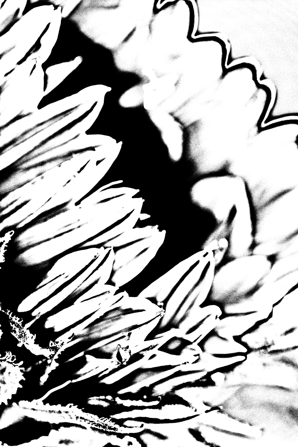 Inverted black and white photograph depicting a close up of a sunflower.