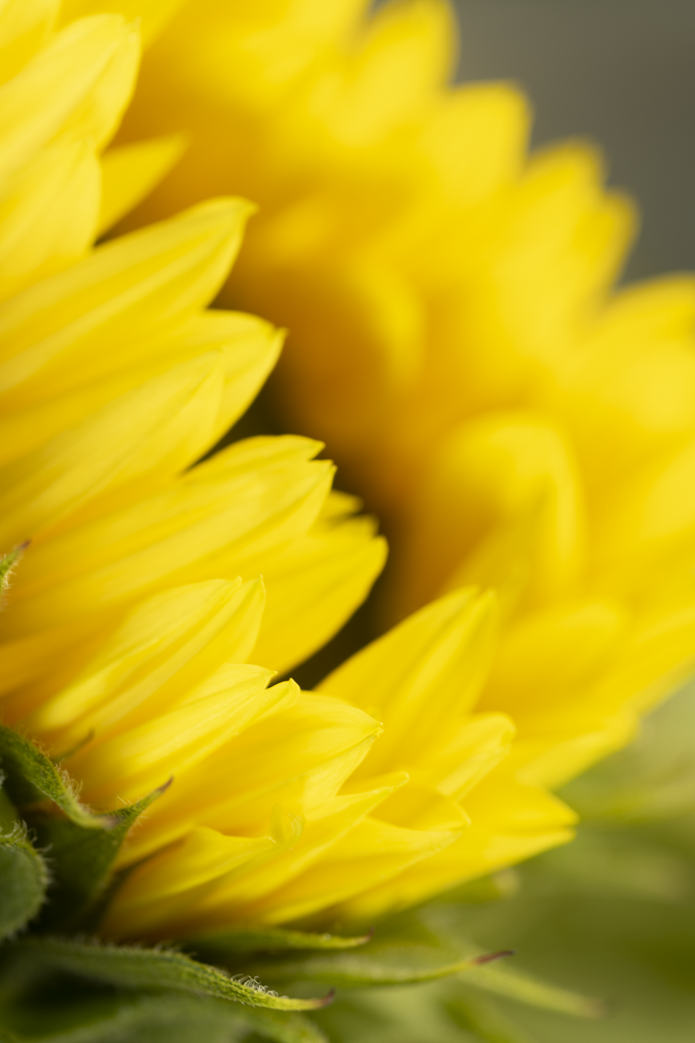 Colour photograph depicting a close-up of a yellow sunflower.
