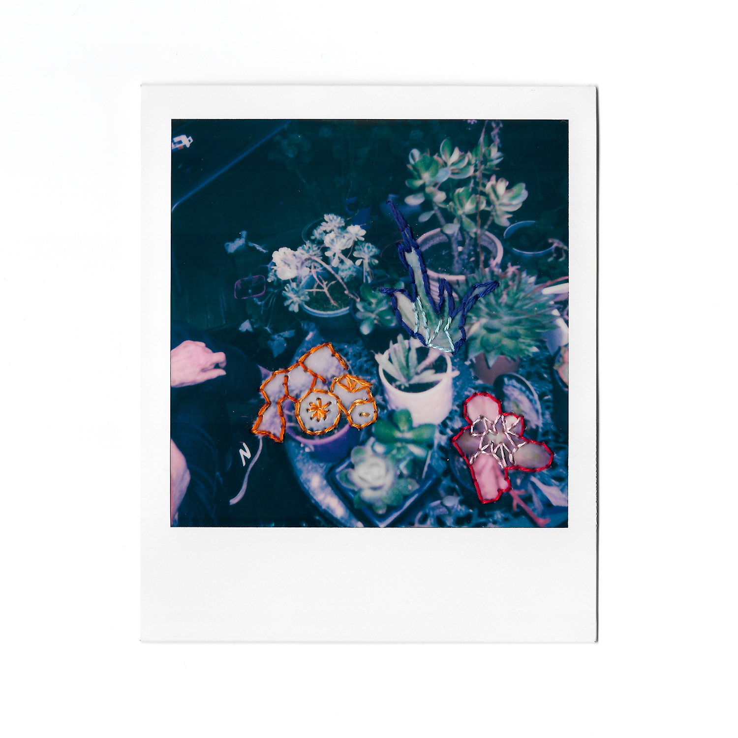 Polaroid photograph depicting image of succulent plants with colourful embroidery sewn into the photograph.
