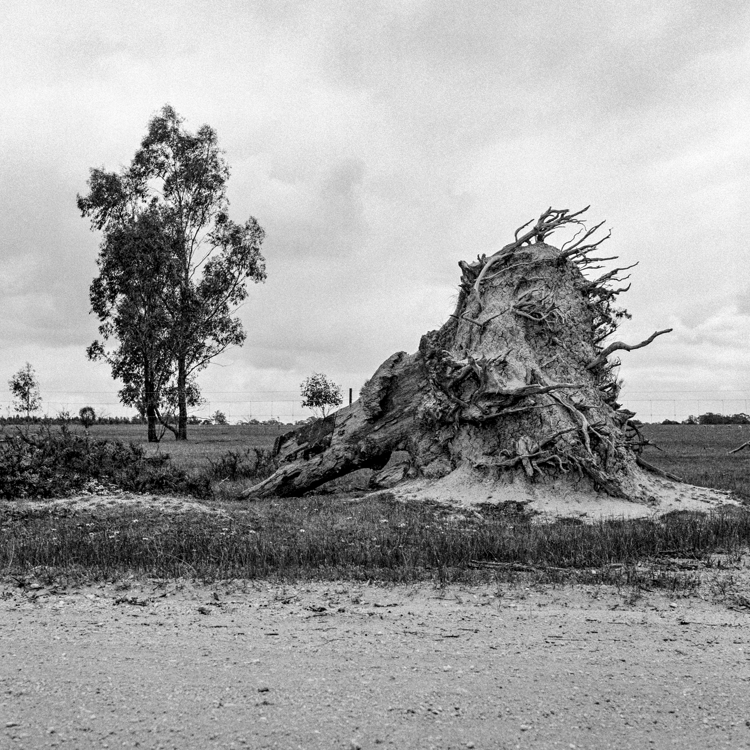 Black and white photograph depicting an uprooted tree in a countryside landscape. 
