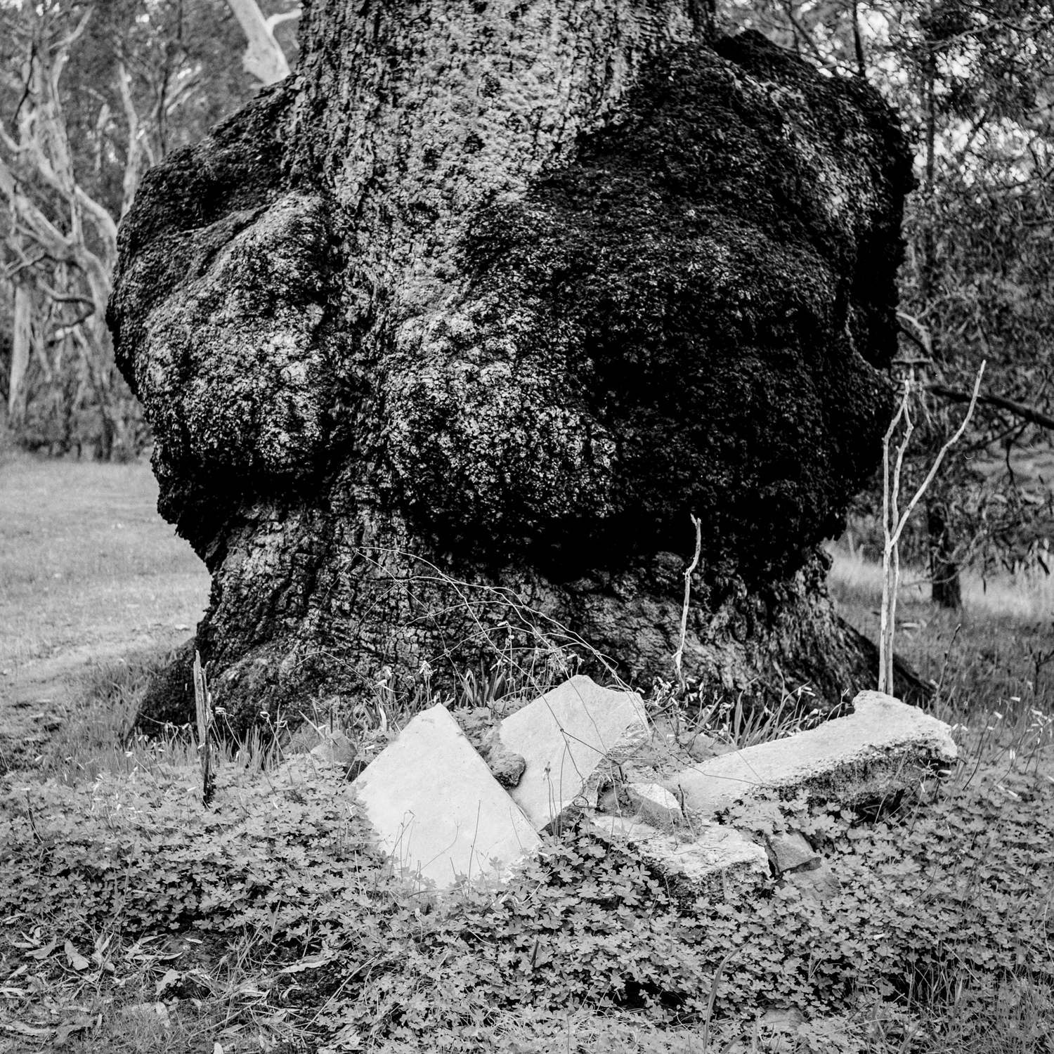 Black and white photograph depicting tree with burl and cement debris placed at its base.