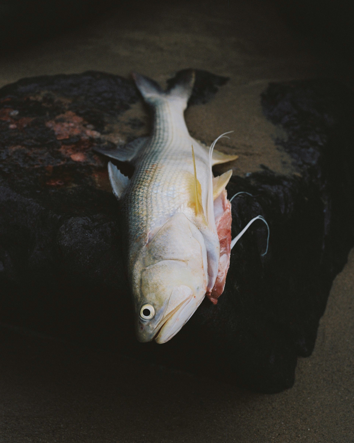 Colour photograph depicting gutted fish on rock.