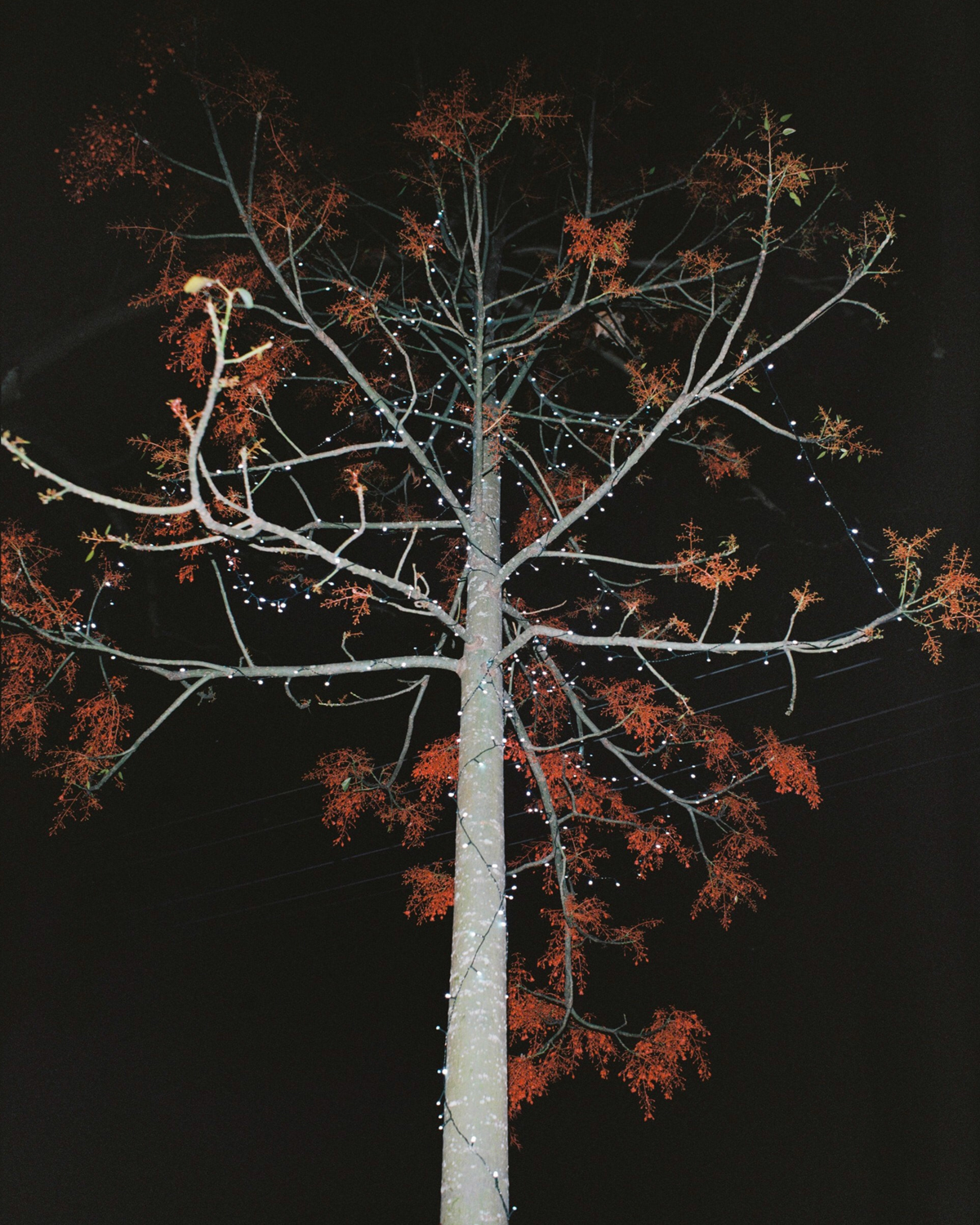 Colour photograph depicting a tree with red foliage shot with bright flash at night.
