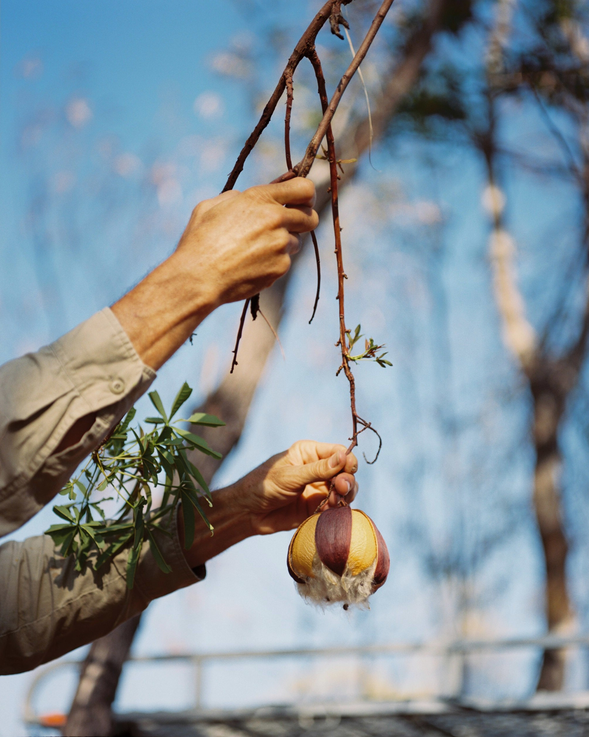 Colour photograph depicting man's hands picking seed pod off tree against blue sky.