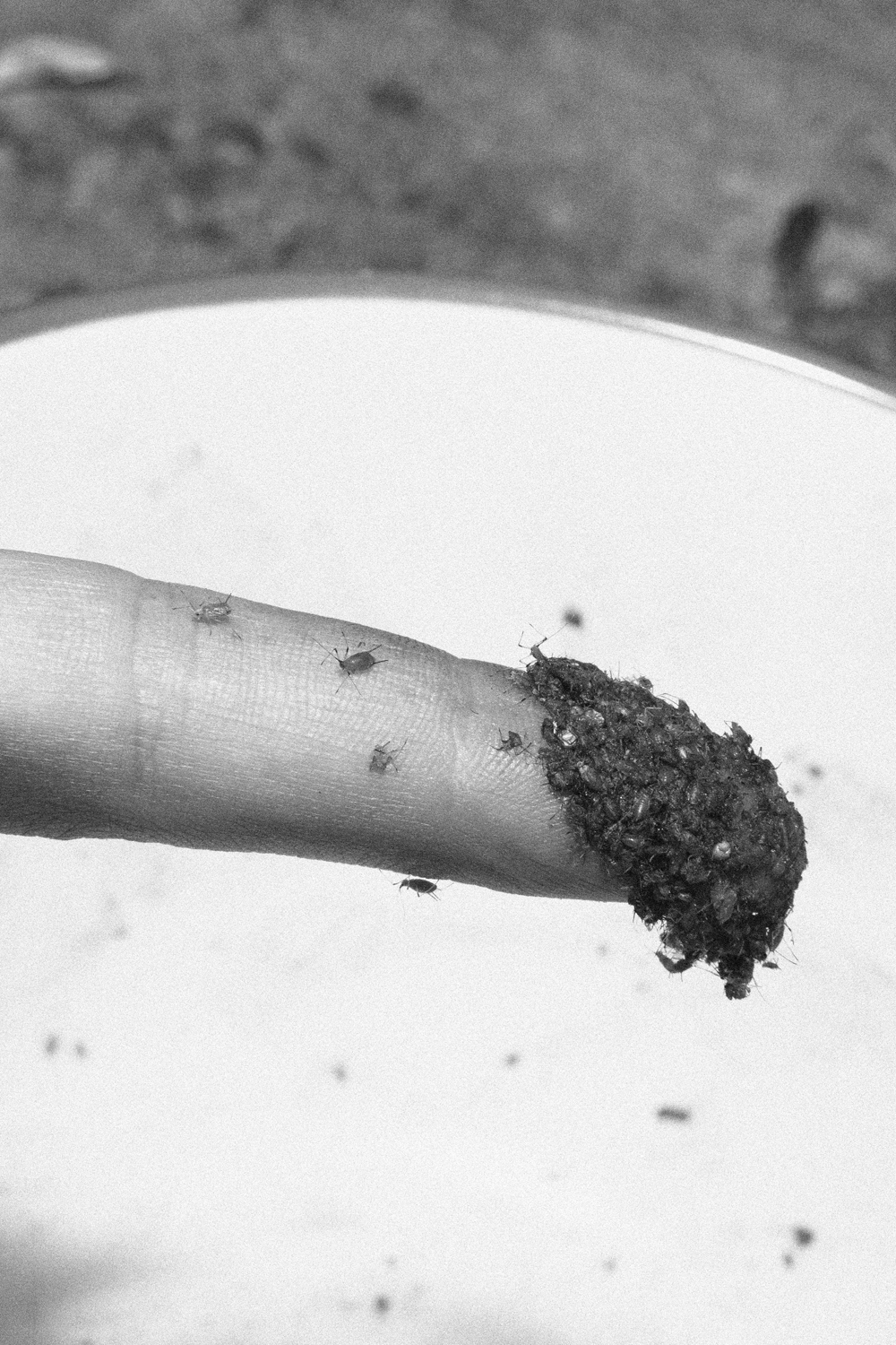Black and white photograph depicting a fingertip covered in insects.