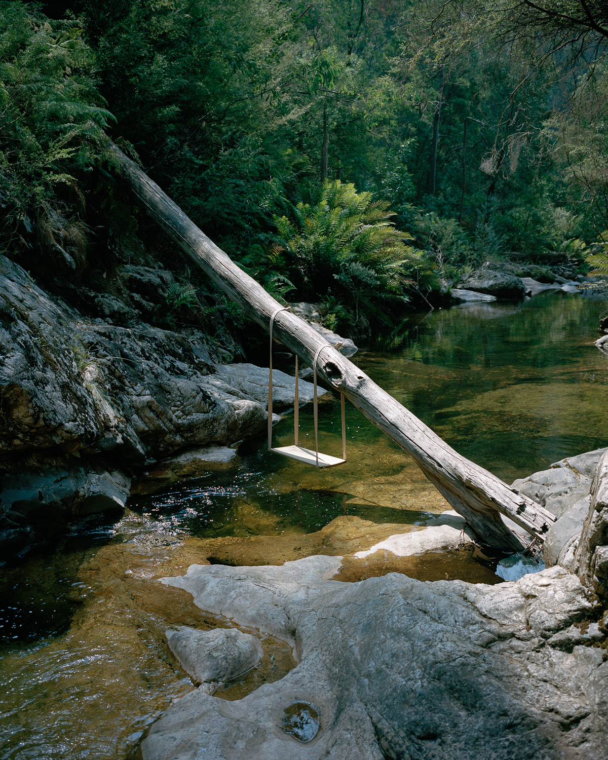 swing on dead tree over river of water