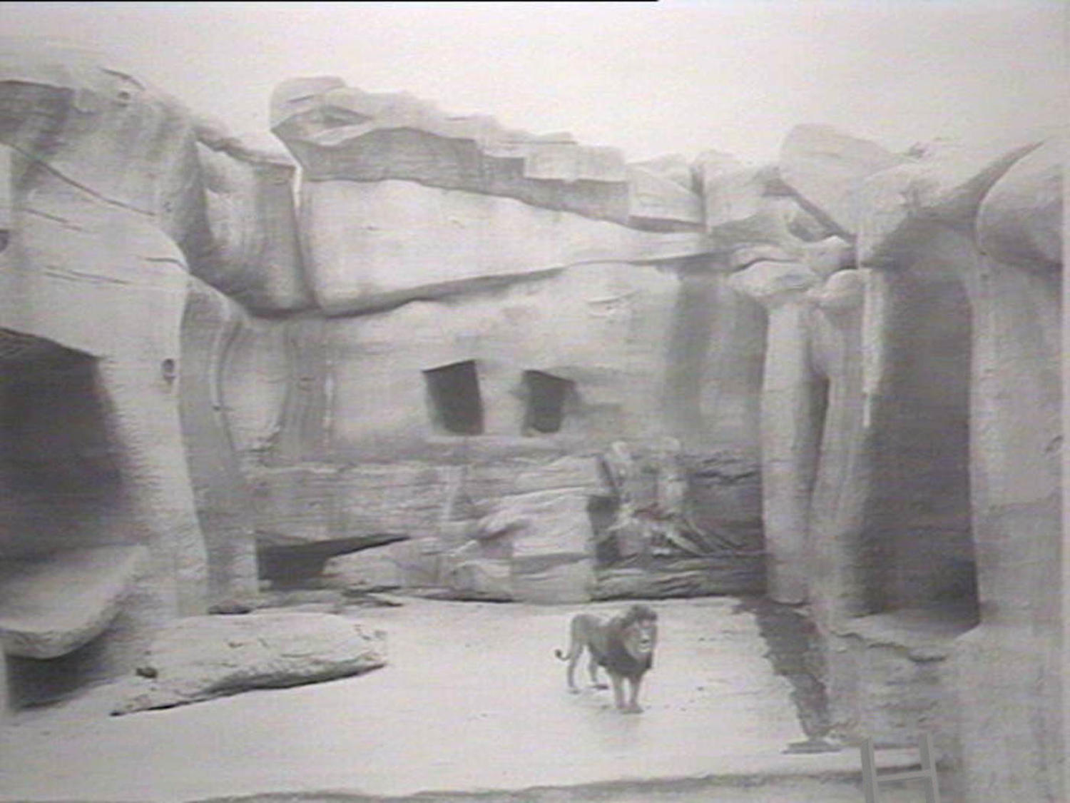 Archival image of a lion digitally altered to include a ladder
