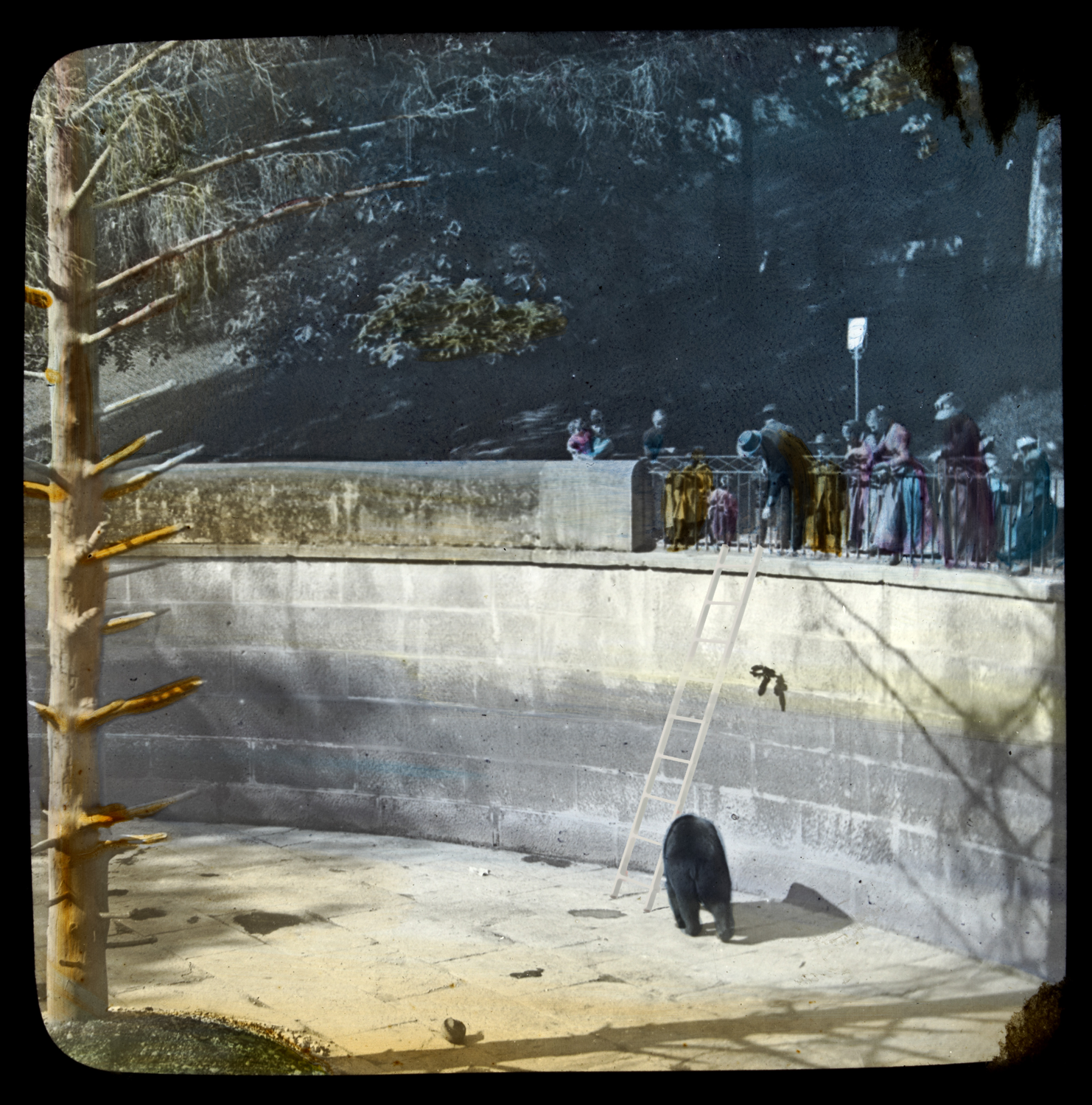 Archival image of a bear digitally altered to include a ladder