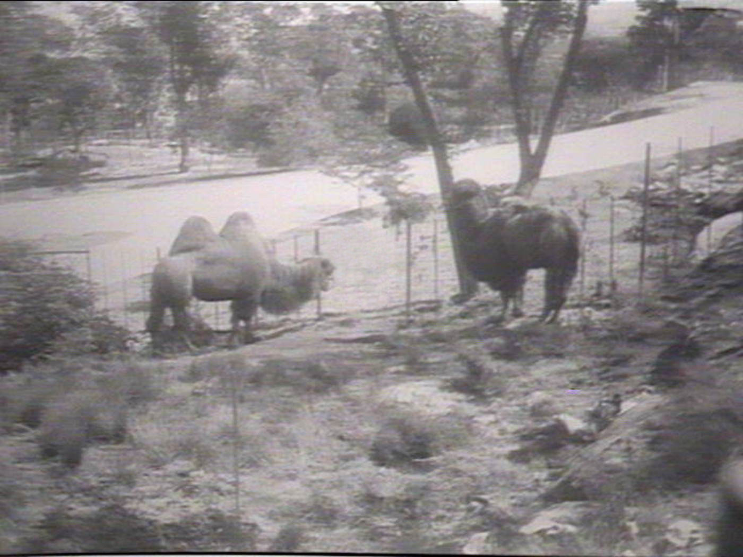 Archival image of two camels digitally altered to remove a portion of fence