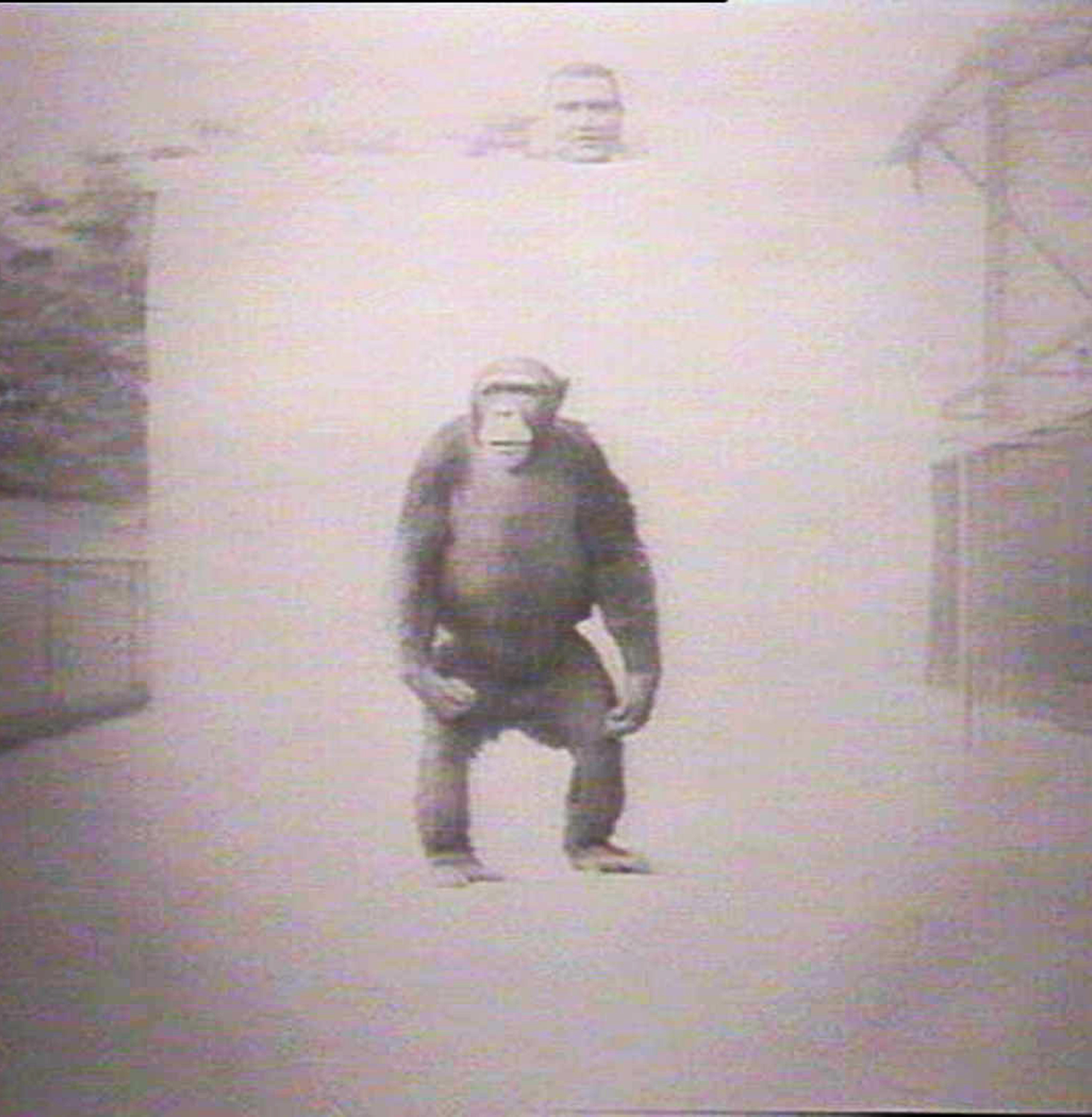 Archival image of an orang-utan in front of a white backdrop held up by a man, with the zoo visible on either side of the backdrop