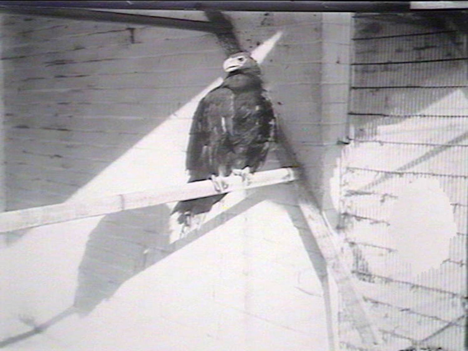 Archival image of an eagle digitally altered to remove part of the enclosure fence