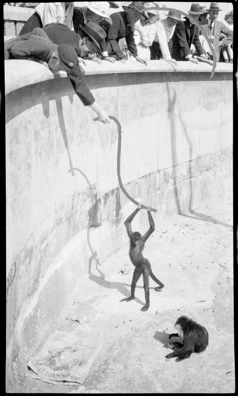 Archival image of a spider monkey digitally altered to include a rope dangled from above