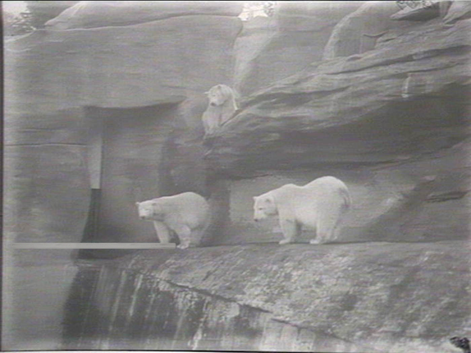 Archival image of three polar bears digitally altered to include a plank of wood leading out of the photo