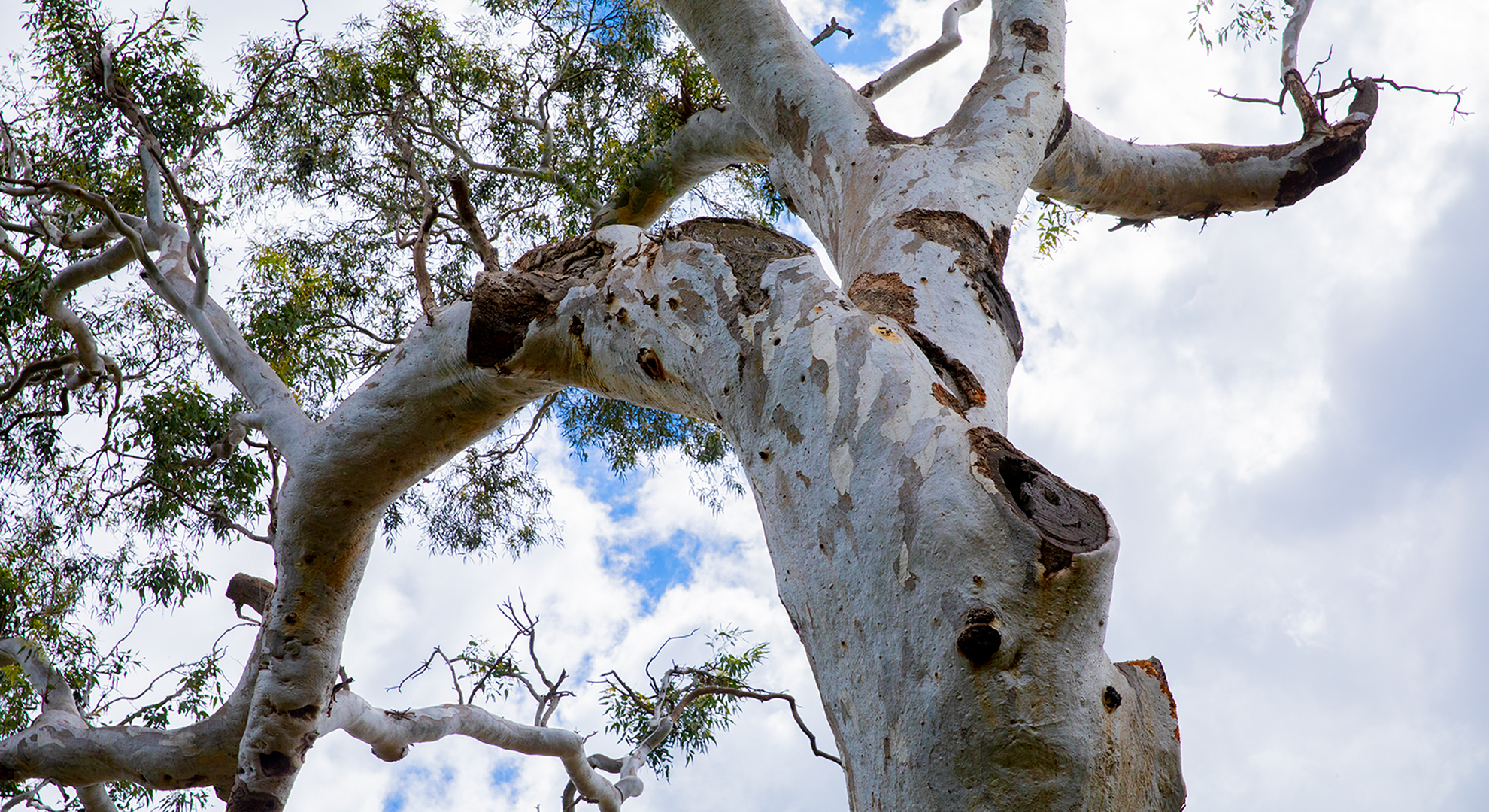 RMIT University School of Art_Ngargee Tree.png
