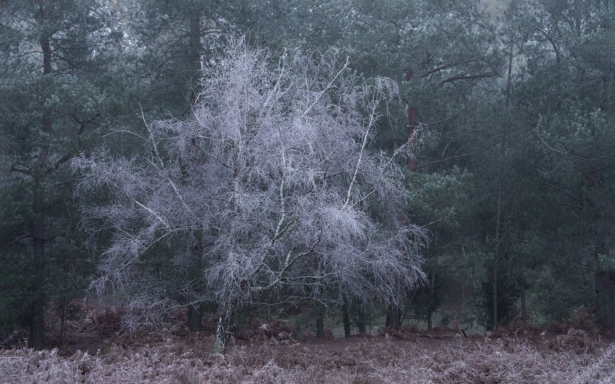  New Years Day treated me to a wonderful hoar frost, so I headed to a local woodland where this silver birch stood out amongst the pine trees 