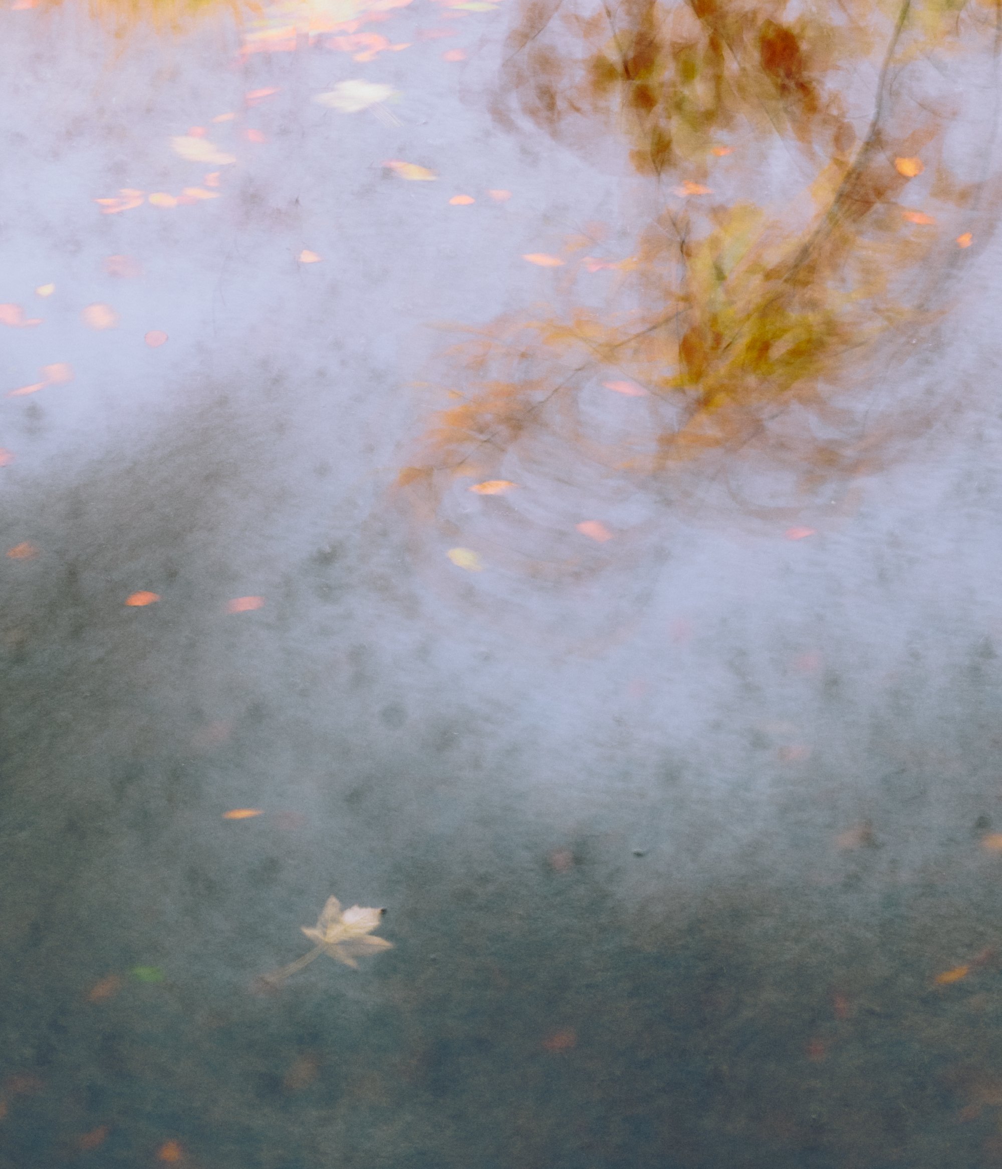  A trip to the Peak District for Autumn colour on a very, very windy and wet morning 