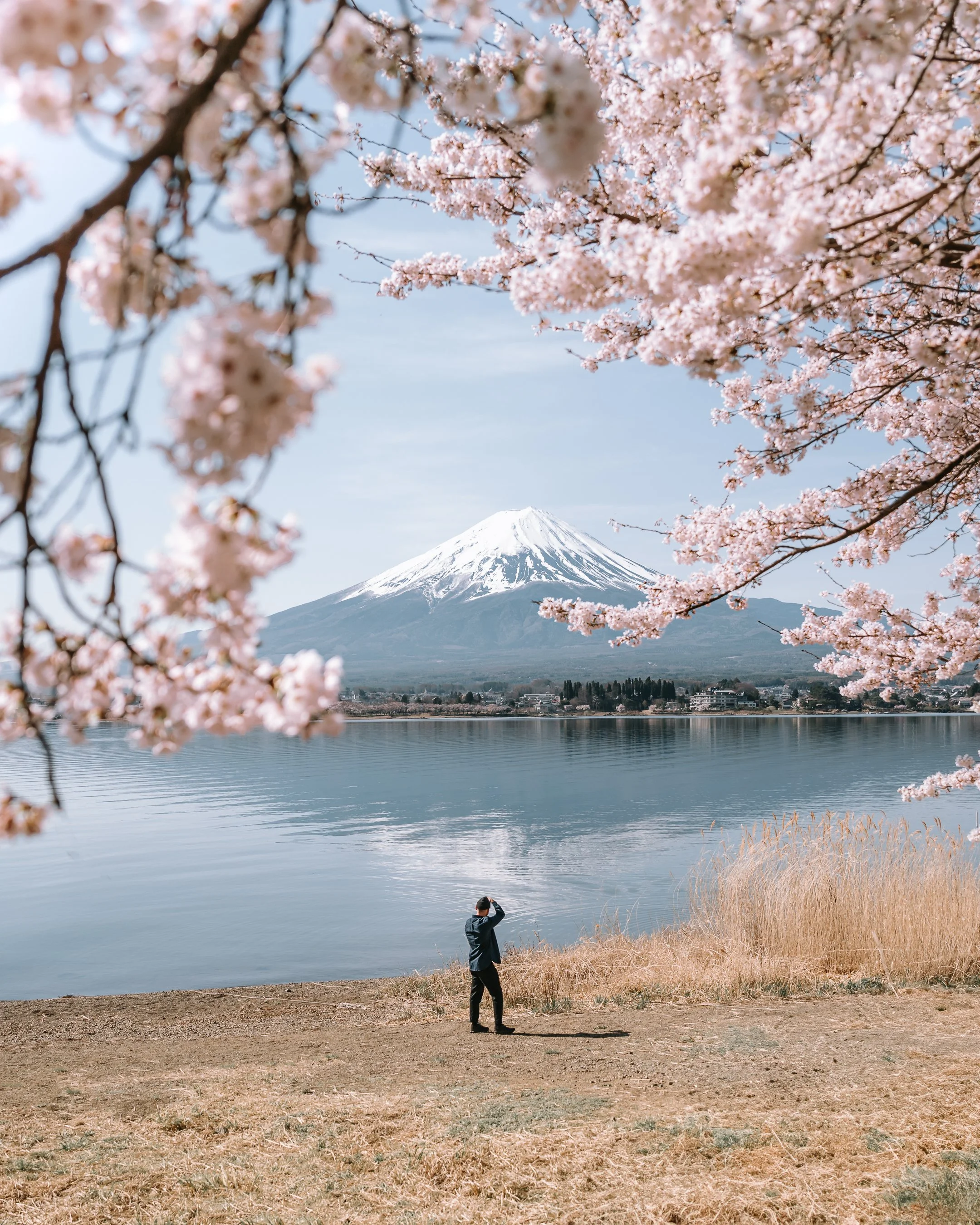 cherry blossom 4.jpg