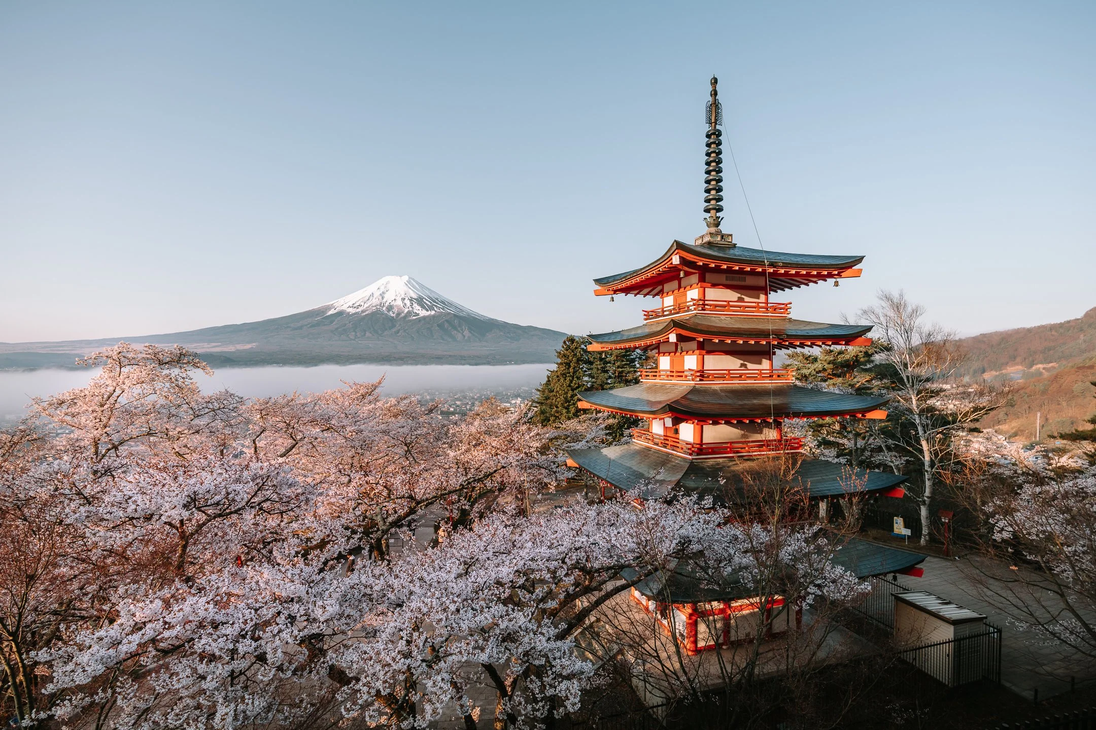 cherry blossom 2.jpg