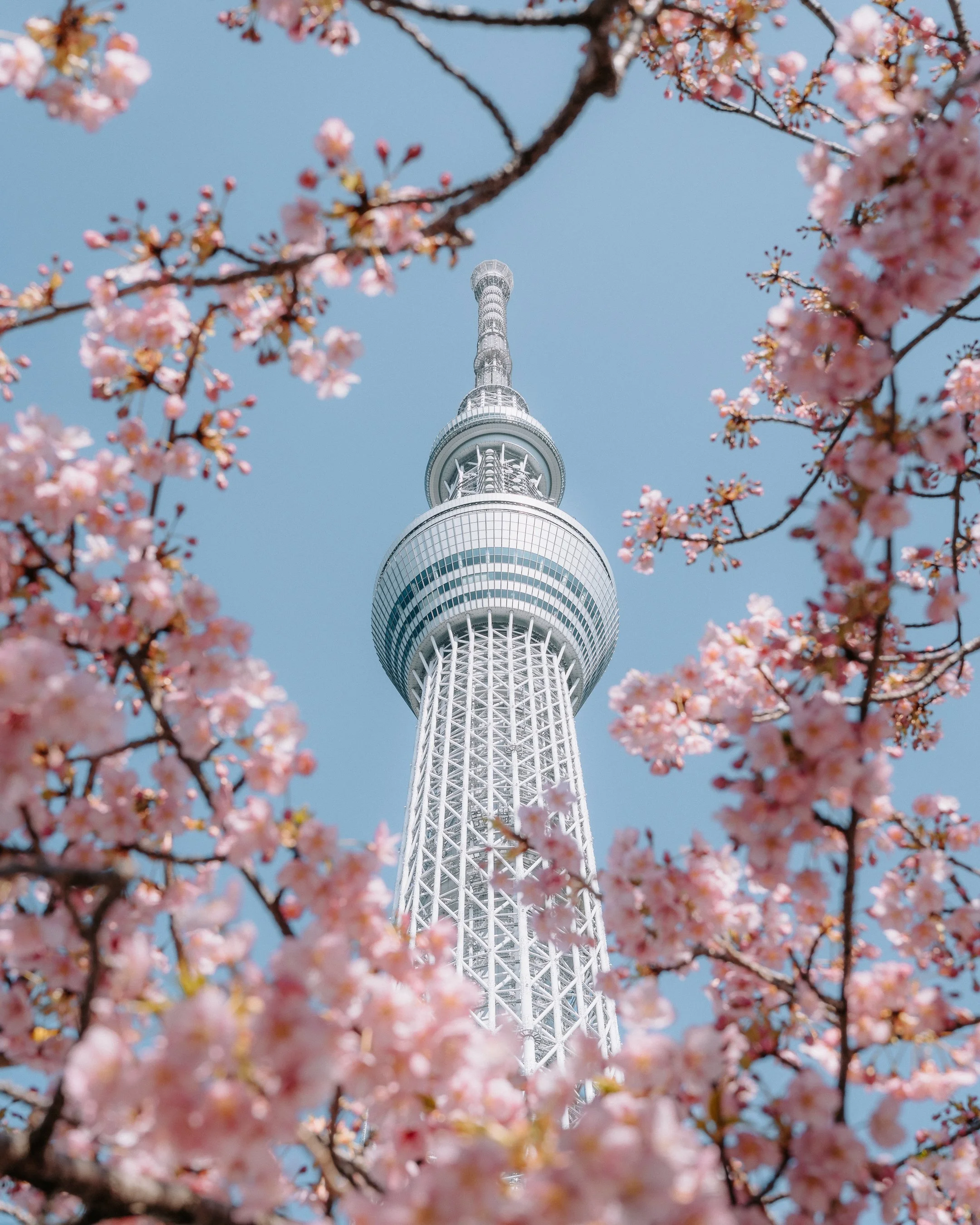 Sky Tree bloom.jpg