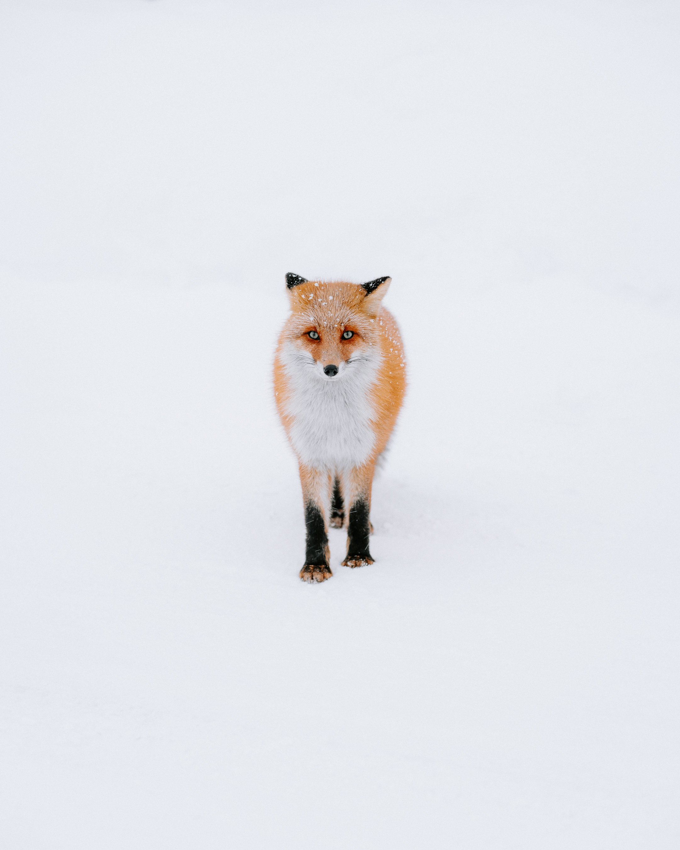 Fox.jpg