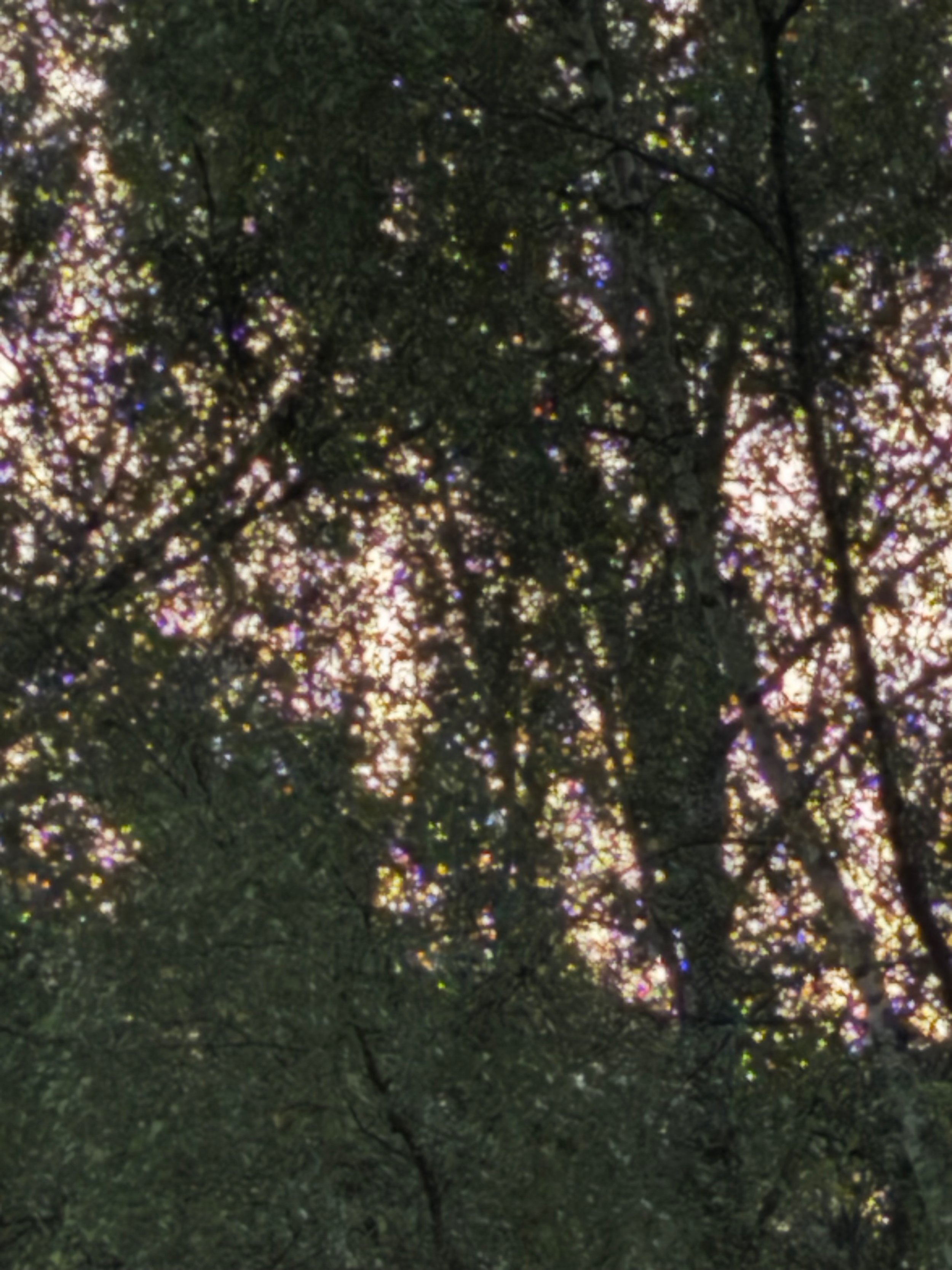 Like the Summer Animals / Julia Tröscher (AUT)