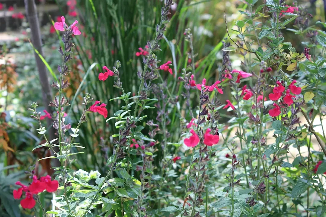 Introduction to Garden Design for Urban Environments