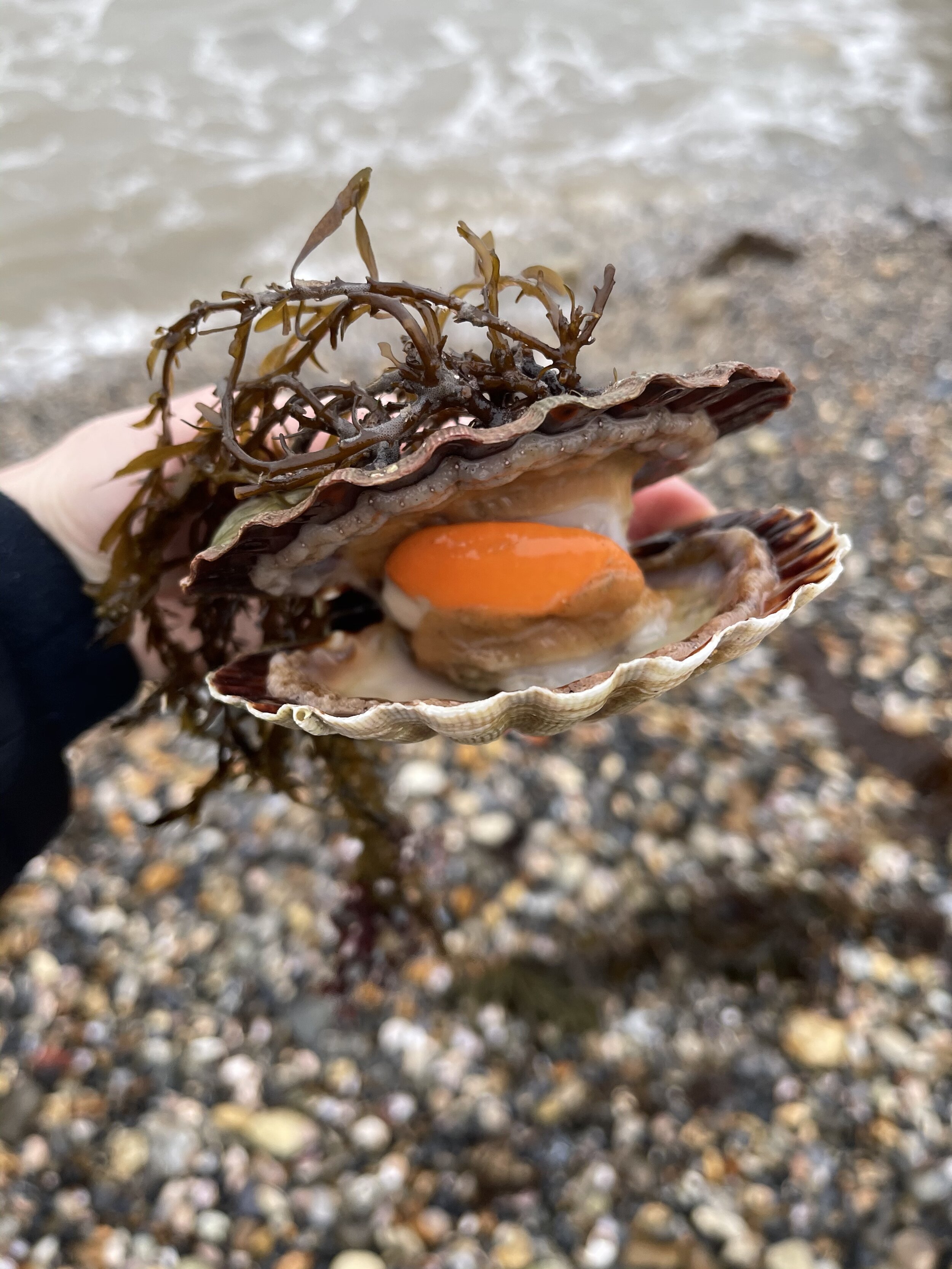 Katy foraging for scallops on the Isle of Wight