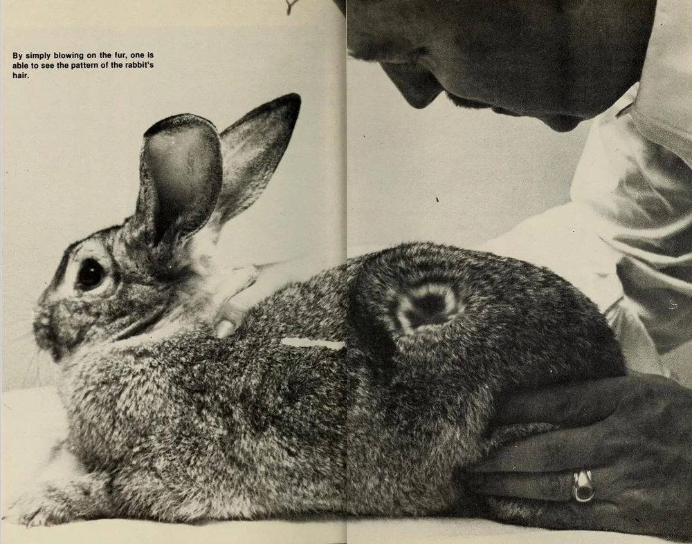 &lsquo;By simply blowing on the fur, one is able to see the pattern of the rabbit&rsquo;s hair&rsquo; 
Rabbits, Paul R Paradise, 1979