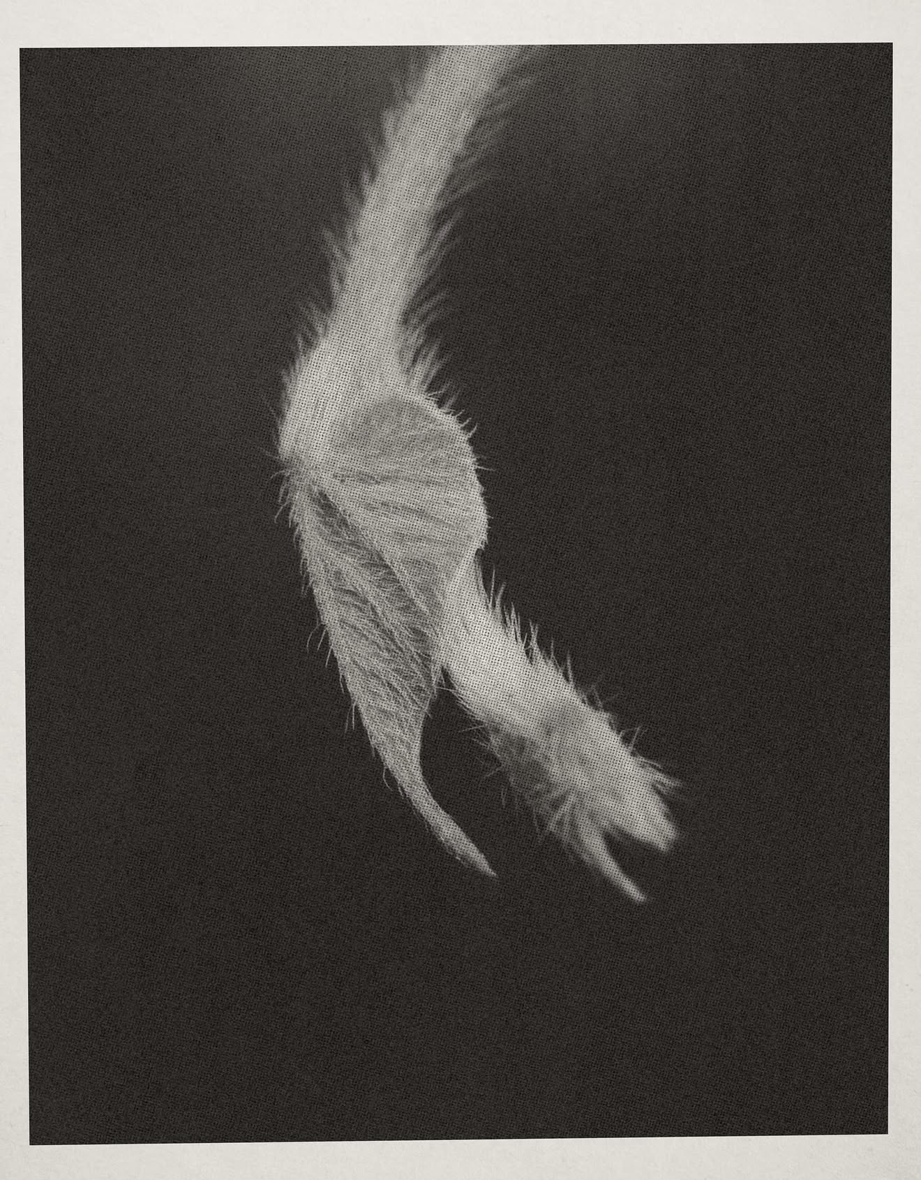 FLORA FAUNA_DSC002838.png