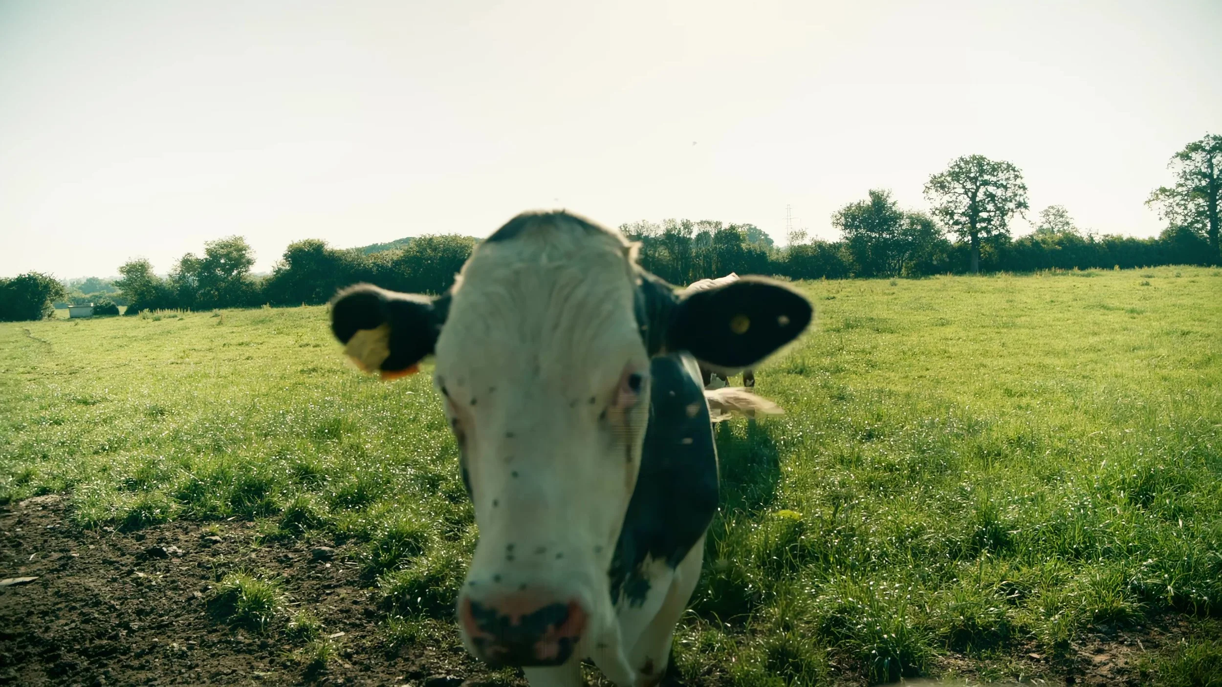 Darlish founder at a farm fence with cows, from our ice cream brand film