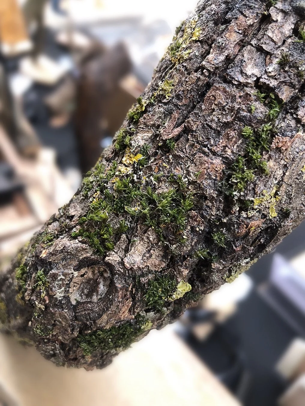 Una cosa que sorpr&egrave;n quan veus les l&agrave;mpades en persona s&oacute;n les seves textures, plenes de relleus i fins i tot de molsa 🔎

Us deixem unes fotos de ben a prop perqu&egrave; us en feu una idea, per&ograve; si les voleu veure en dir