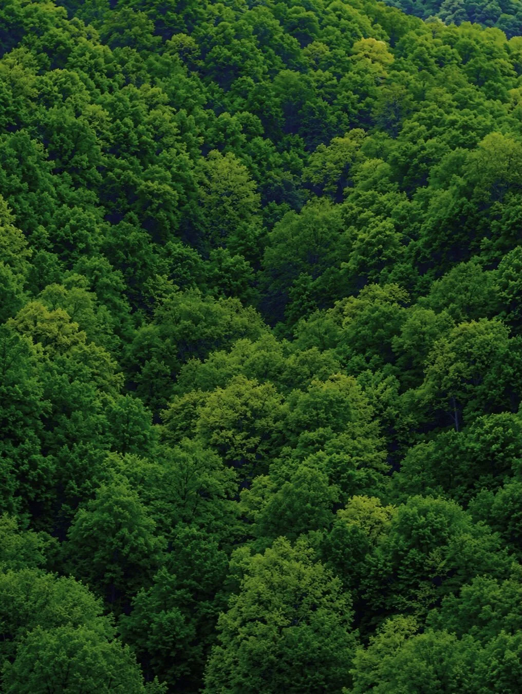 UN MAR DE VERD 🌿🌳🌲