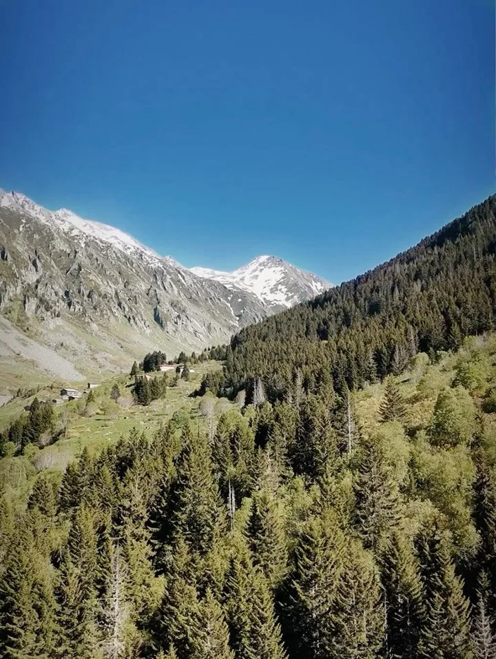 🌿⛰️🐦&zwj;⬛