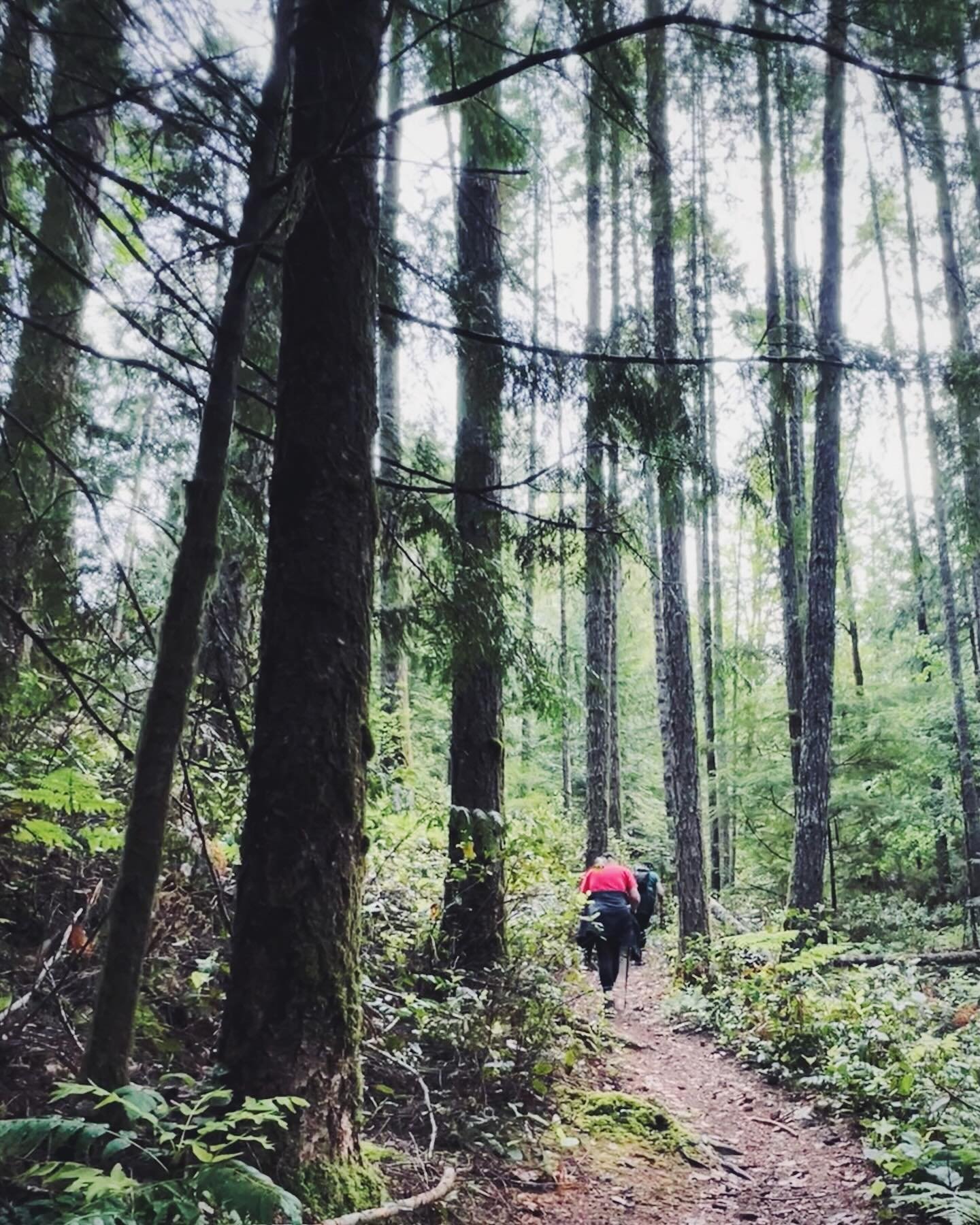 Beautiful hike - Vancouver Island beauty never ceases to amaze me. Big trees and do much green 💚
🥾Officially in training with these determined friends - long distances in our future. 

SWIPE to see the incredible leaf skeleton 🤍 The leaf has decom
