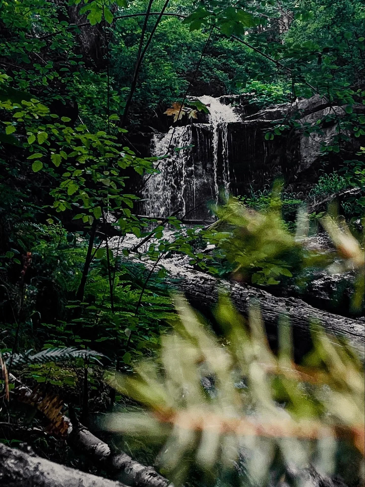 Rediscovering this hidden gem - a lush, hidden oasis even on a warm summer morning. It&rsquo;s just off a well worn path where the soothing sound of the waterfall and the imposing rock face feels special. Grateful for my walking buddies who make loca