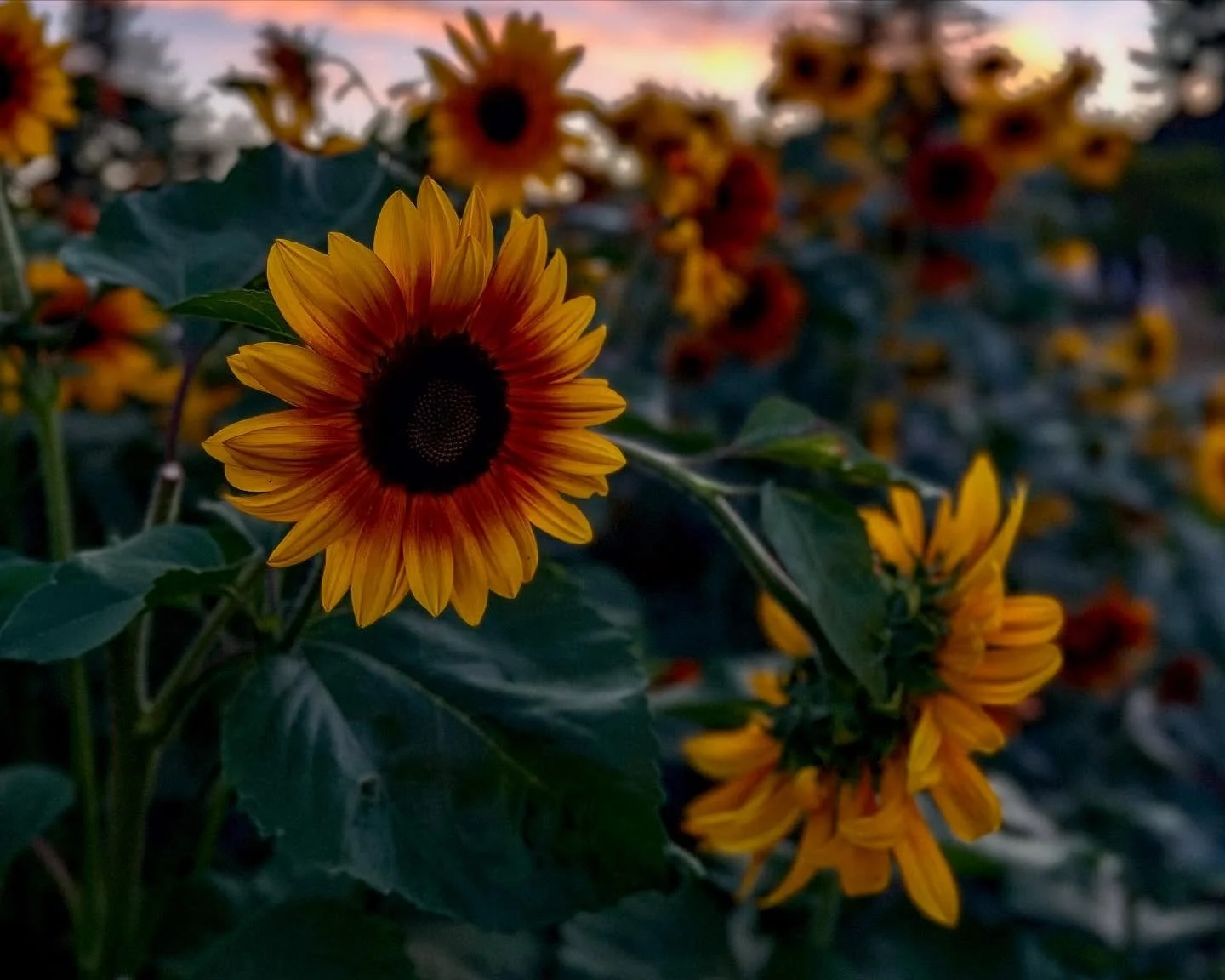 &ldquo;A satellite dish for sunshine. Wherever light is, no matter how weak, these flowers will find it. And that&rsquo;s such an admirable thing. And such a lesson in life.&rdquo; - Helen Mirren
#sunflowers from the Smyth family farm 🧡