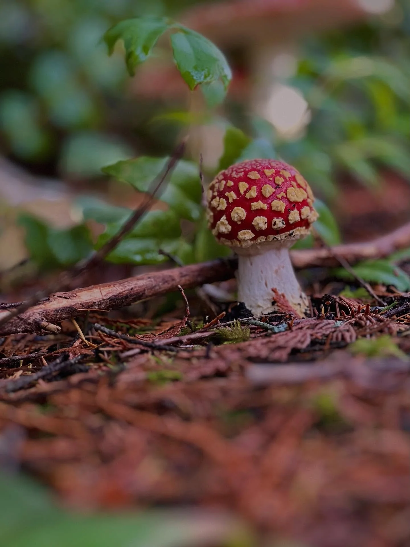 Returning home after my travels in Spain and Portugal feels like a big &lsquo;ole west coast hug. 

The crisp air, the earthy scents of the forest, and the crunch of leaves beneath my hiking boots heighten my love for this place I call home. 

As I r