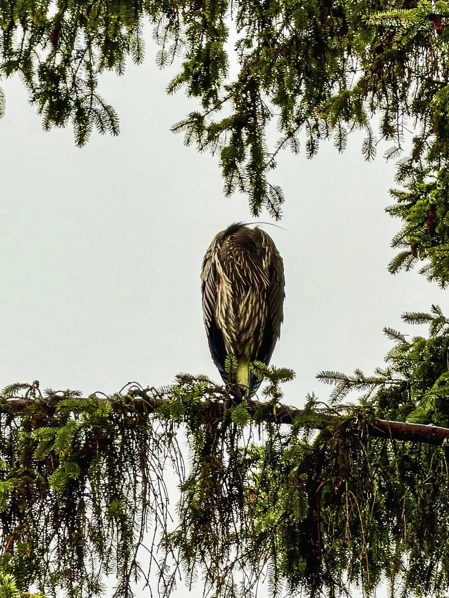 Girls&rsquo; trips don&rsquo;t have to be busy to be meaningful nor far away!

This one included wildlife sightings, forest air, a muddy hike, great meals by the ocean, and hot tub time in the crisp winter air. 
#comoxvalley, you were exactly what I 