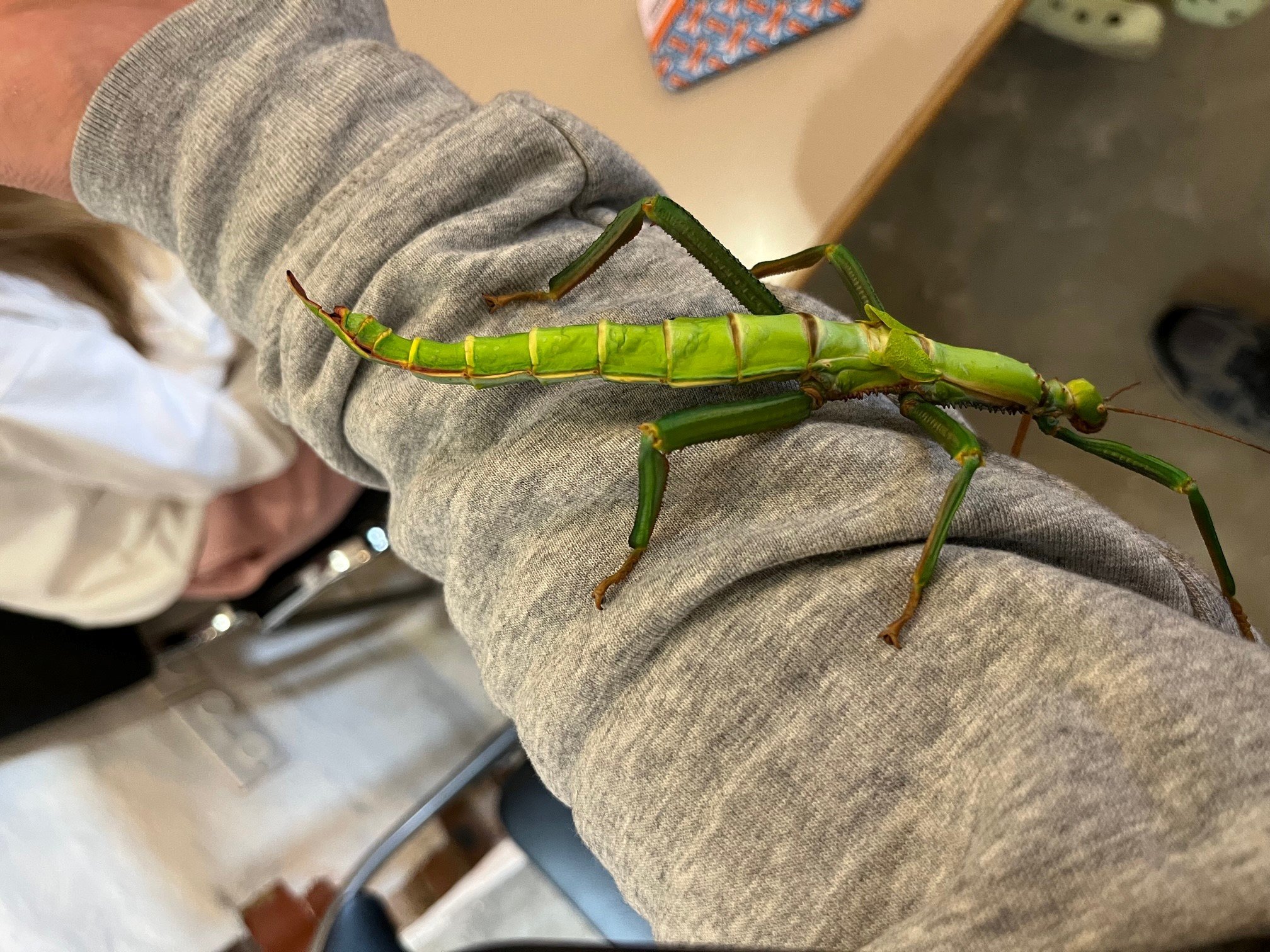 stick insect.jpg