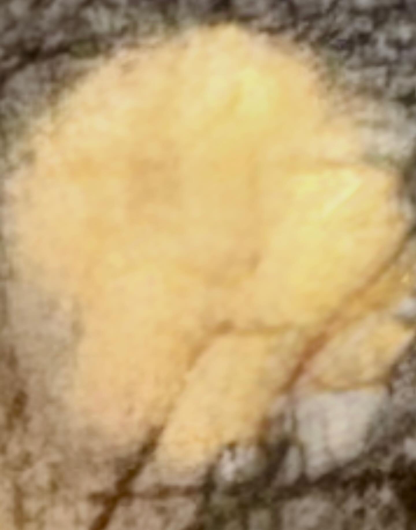 Wolf Moon enigmatic smile
Grainy phone photo magic! ✨🌝

#WolfMoon2026 #jwoho #moondance #monalisasmile #moonmagic