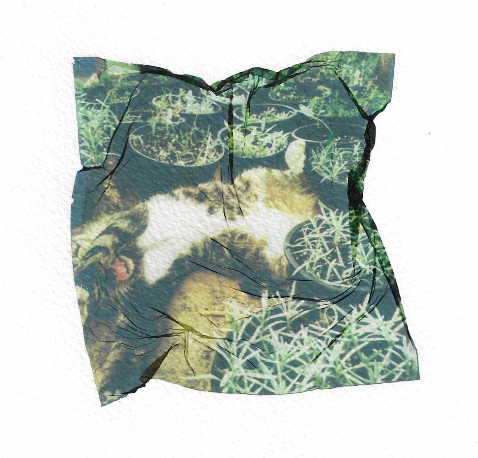 Rosemary Cat.jpeg