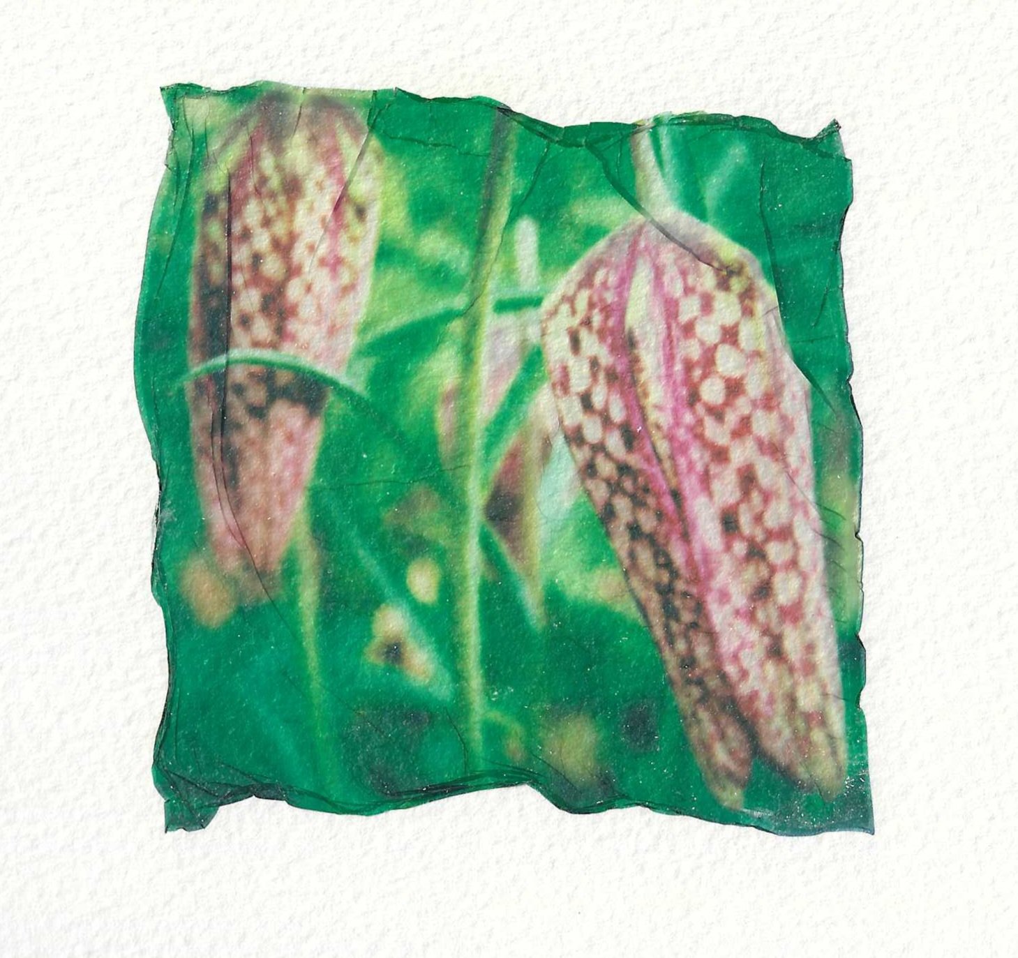 Fritillary 2.jpeg