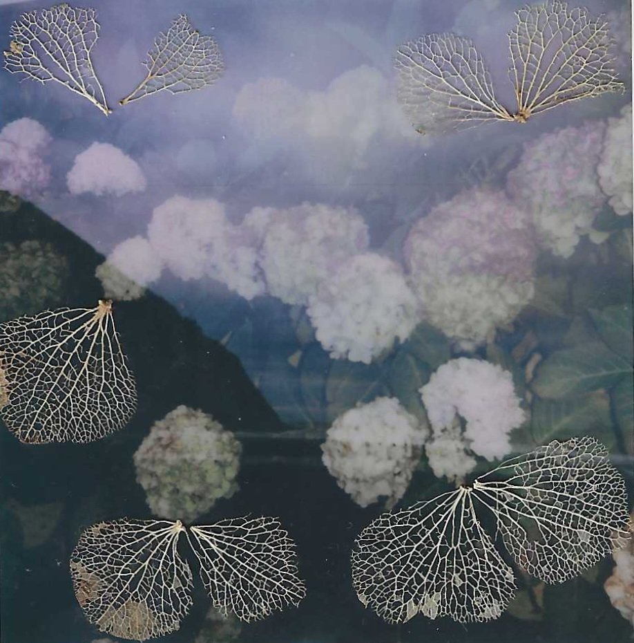 Hydrangea.jpeg