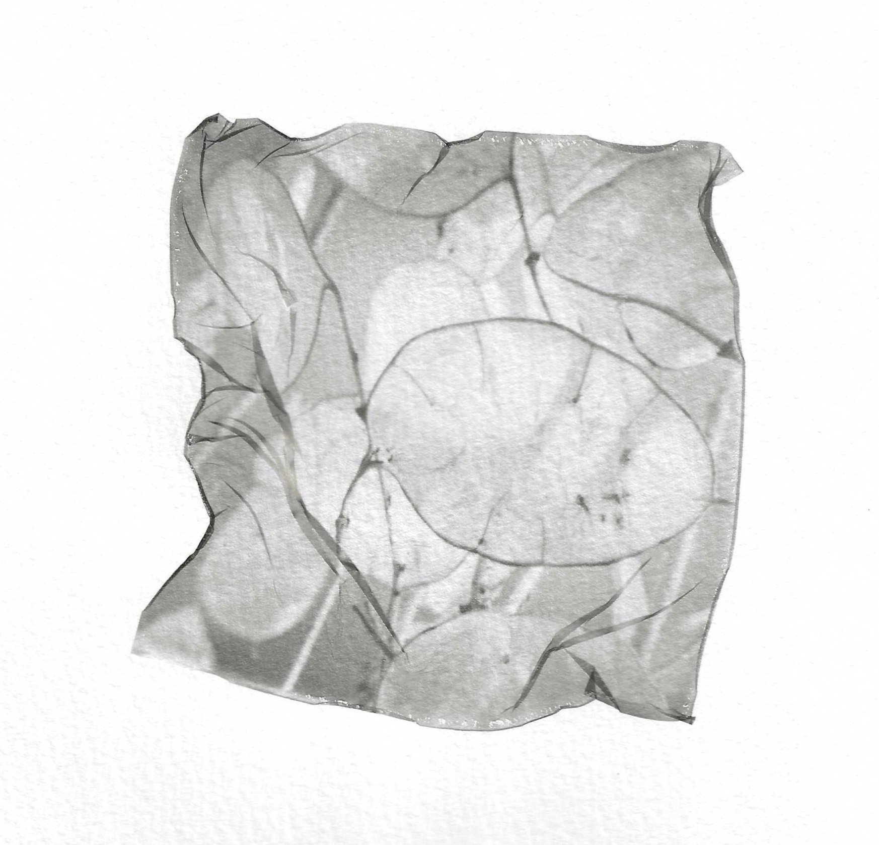 Lunaria Light Fine Art Card
