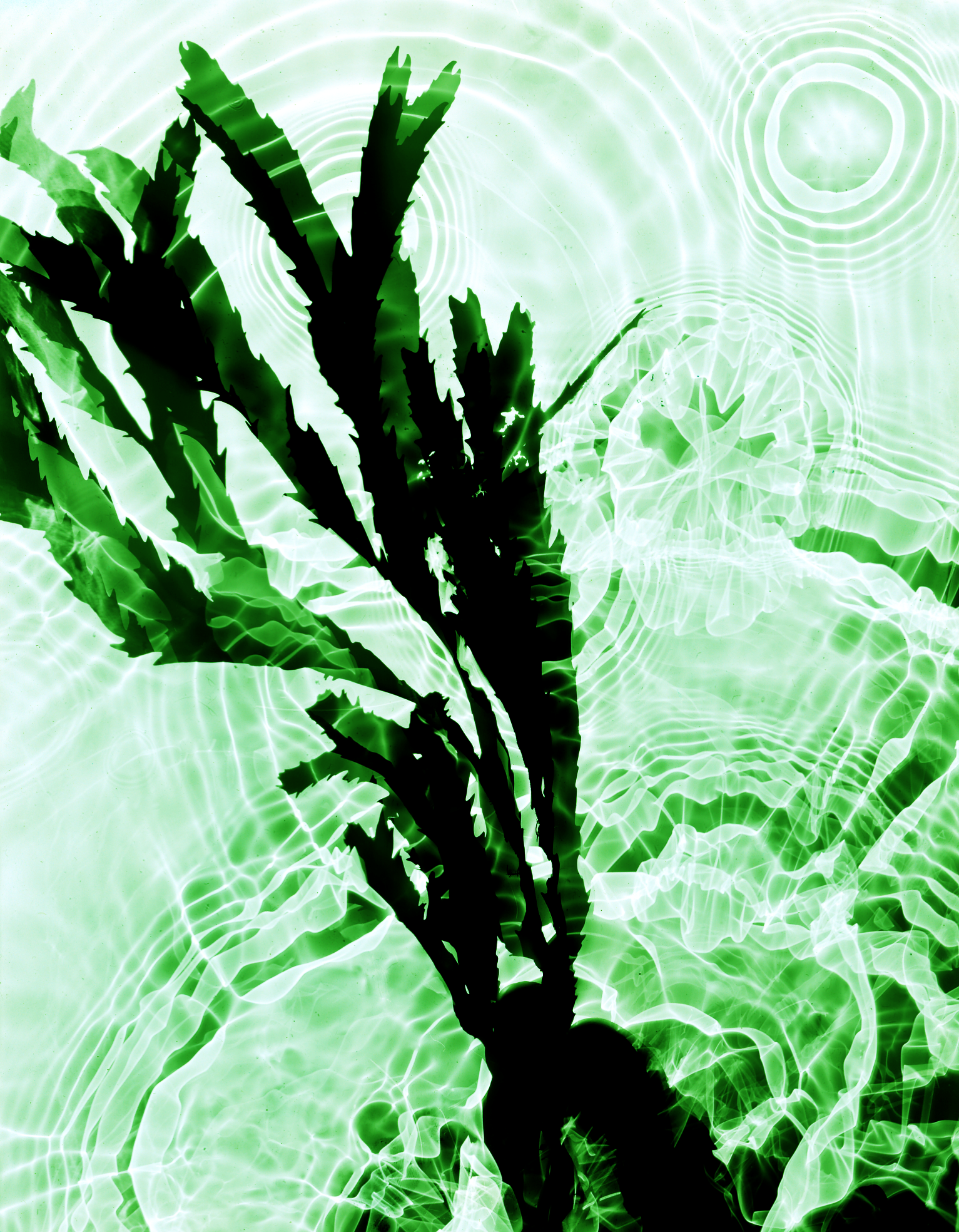 Serrated Wrack.png