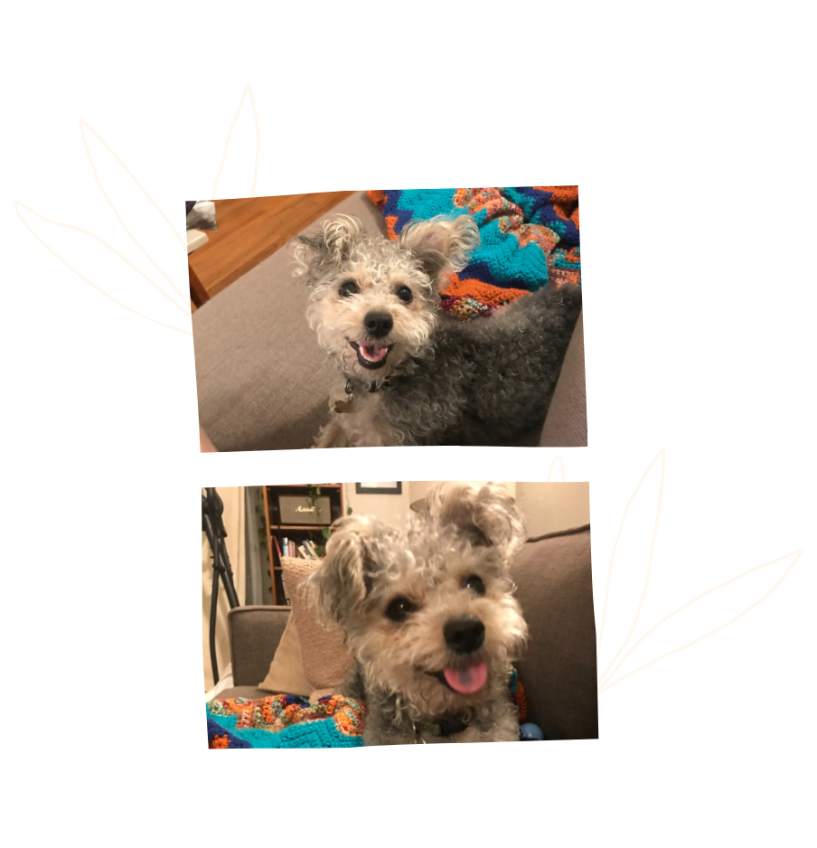Alex’s dog, Bean, is an incredible loving doggo that likes to fetch, go on puppy play dates, and gnaw on bones.