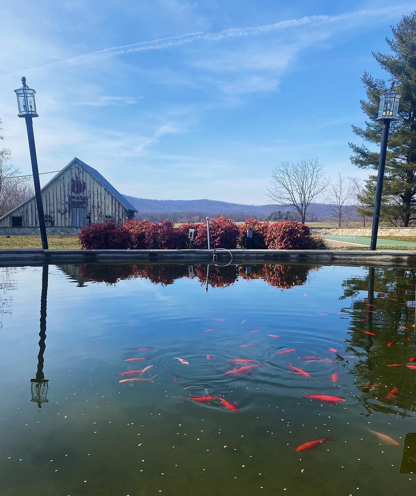 Keeping our local koi residents fed 🎏 Hope to be feeding all of you soon!
#sugarloafmountain