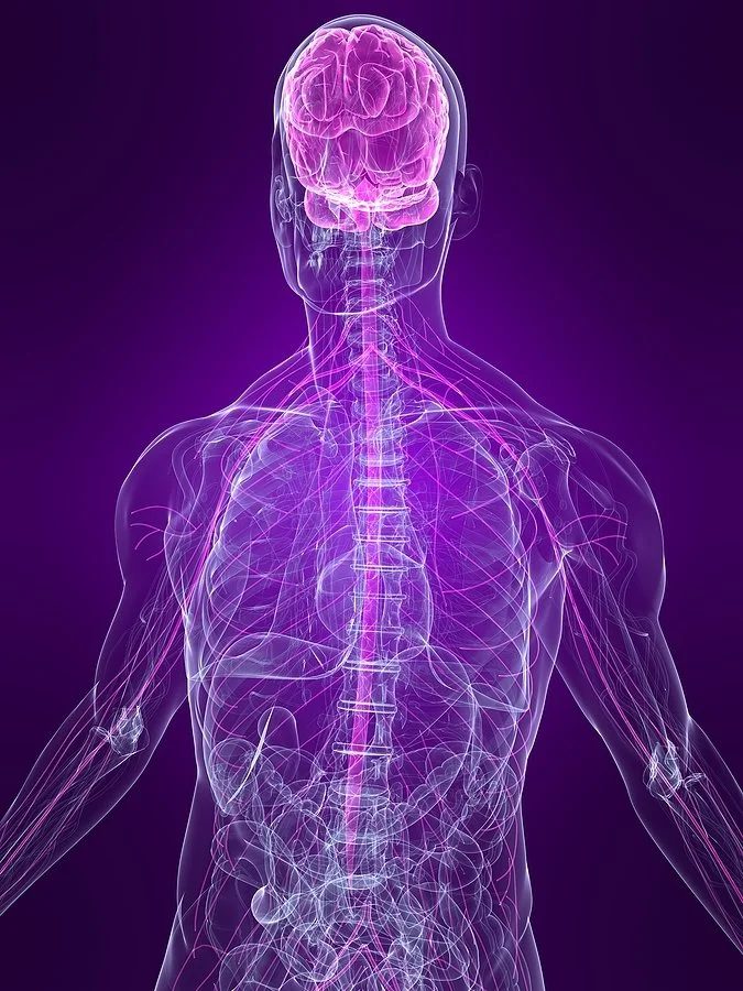 nervous system